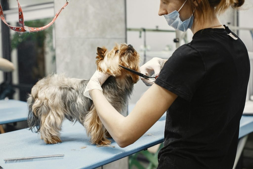 pexels-photo-6816866-6816866 Experienced groomer carefully trims a Yorkshire Terrier in a pet salon.